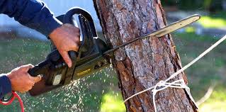 Reliable Monticello, UT Tree Care  Solutions