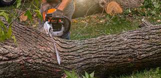 Best Hazardous Tree Removal  in Monticello, UT