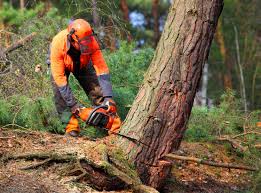 How Our Tree Care Process Works  in  Monticello, UT