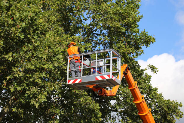 Best Utility Line Clearance  in Monticello, UT