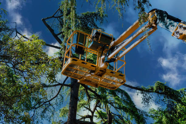 Best Tree Maintenance Programs  in Monticello, UT