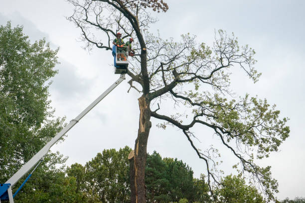 Best Storm Damage Tree Cleanup  in Monticello, UT