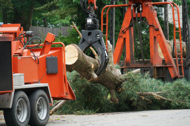 Best Tree Removal  in Monticello, UT