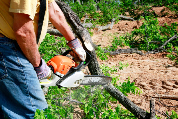 Best Tree Mulching  in Monticello, UT